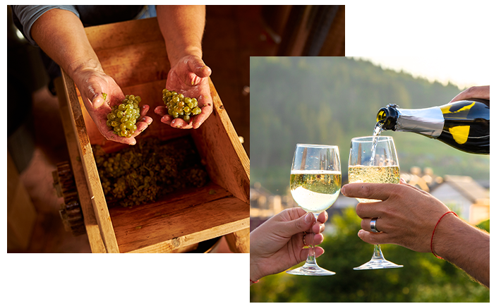 Vinvino banner homepage
